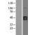 Western Blot: Hydrogen Potassium ATPase Beta Lysate [NBL1-07815] - Western Blot experiments. 
Left-Control; Right -Over-expression Lysate for ATP4B